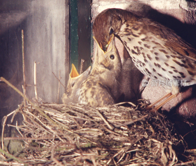 宋楚什(Turdus philomelos)幼食